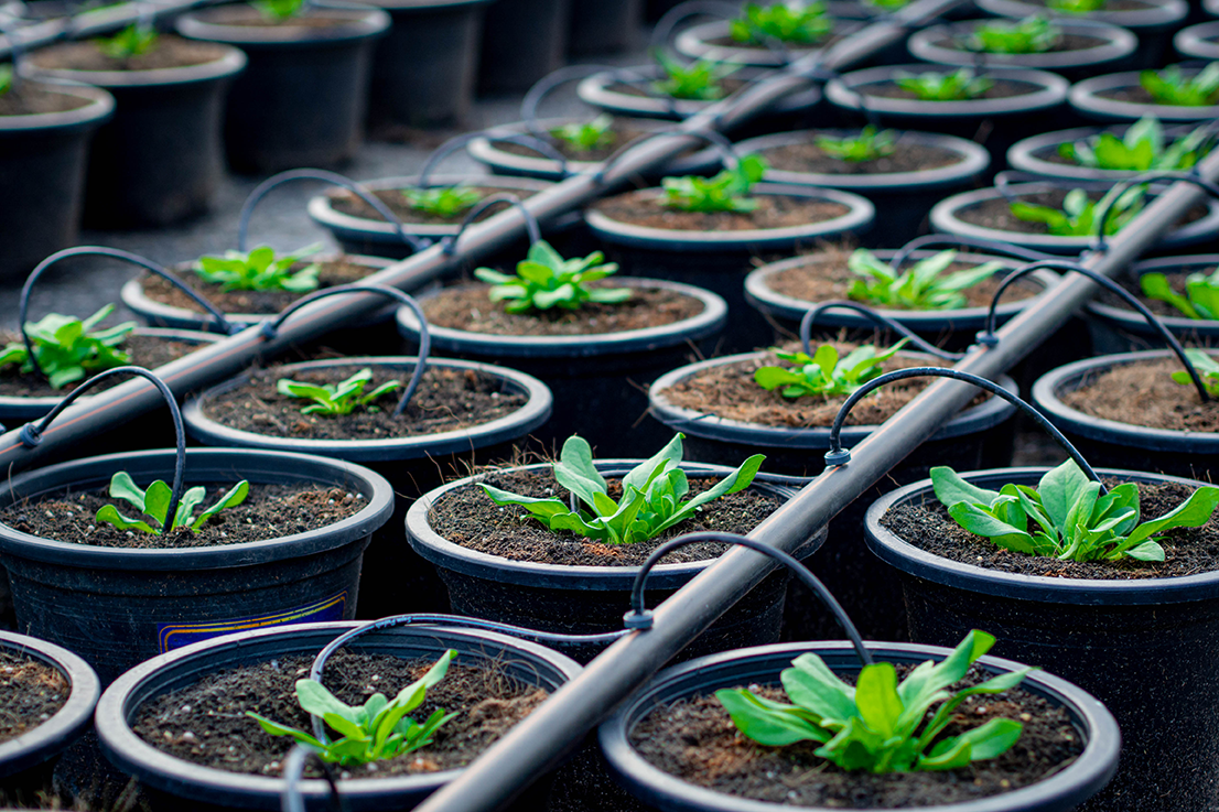 Culturi horticole cu sistem controlat de irigare